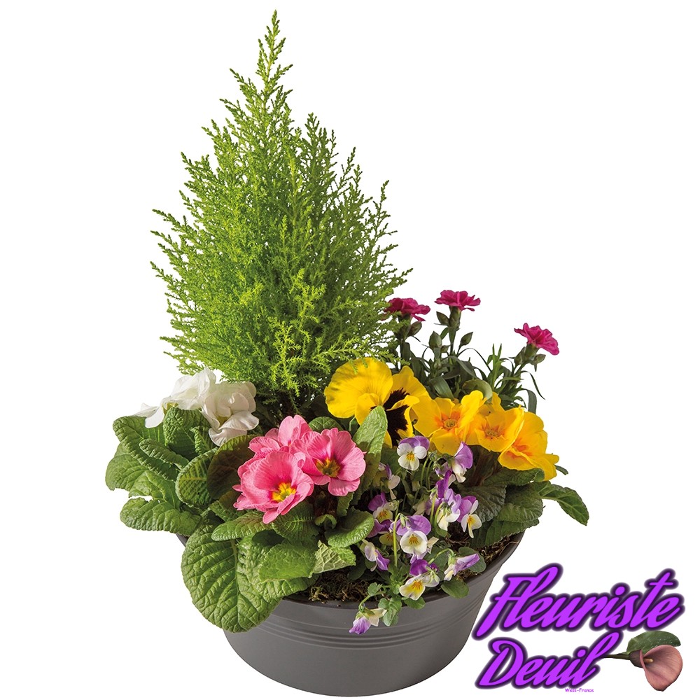 LES COUPES DE PLANTES