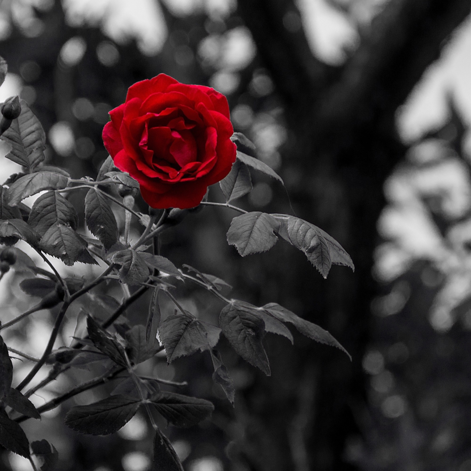 ENVOYER DES FLEURS POUR UN DEUIL - les fleurs de deuil